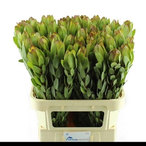 LEUCAD SAF GOLDSTRIK