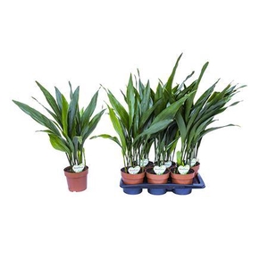 Aspidistra Eliator P17