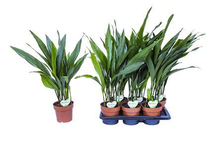 <h4>Aspidistra Eliator P17</h4>