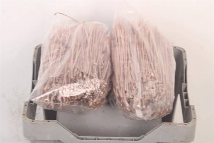 <h4>Pineneedles Champagne Bag</h4>