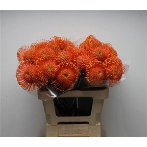 Leuco Ayoba Orange Zest