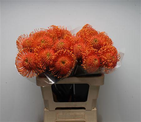 <h4>Leuco Ayoba Orange Zest</h4>