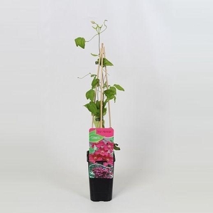 Clematis Ernest Markham