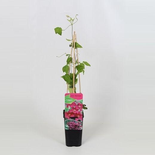 <h4>Clematis Ernest Markham</h4>