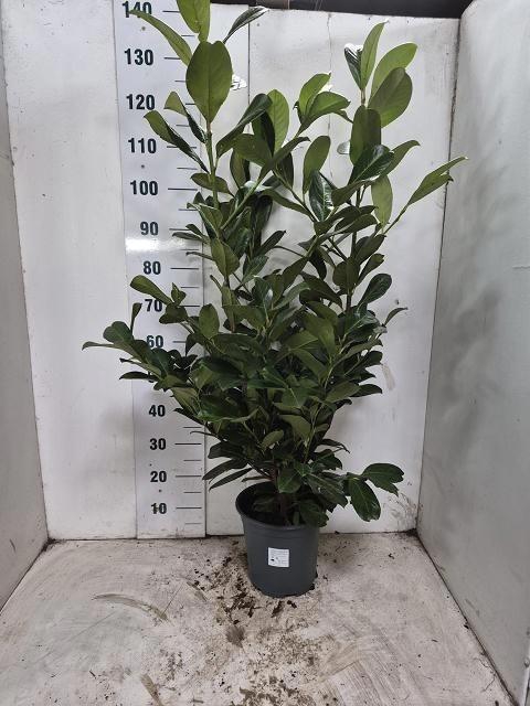 Prun La Rotundifolia