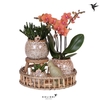 Arrangementen Kolibri H% keramiek Gift Set Untamed Nature, zeer beperkt leverbaar
