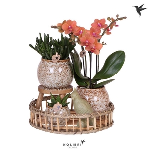 Arrangementen Kolibri H% keramiek Gift Set Untamed Nature, zeer beperkt leverbaar