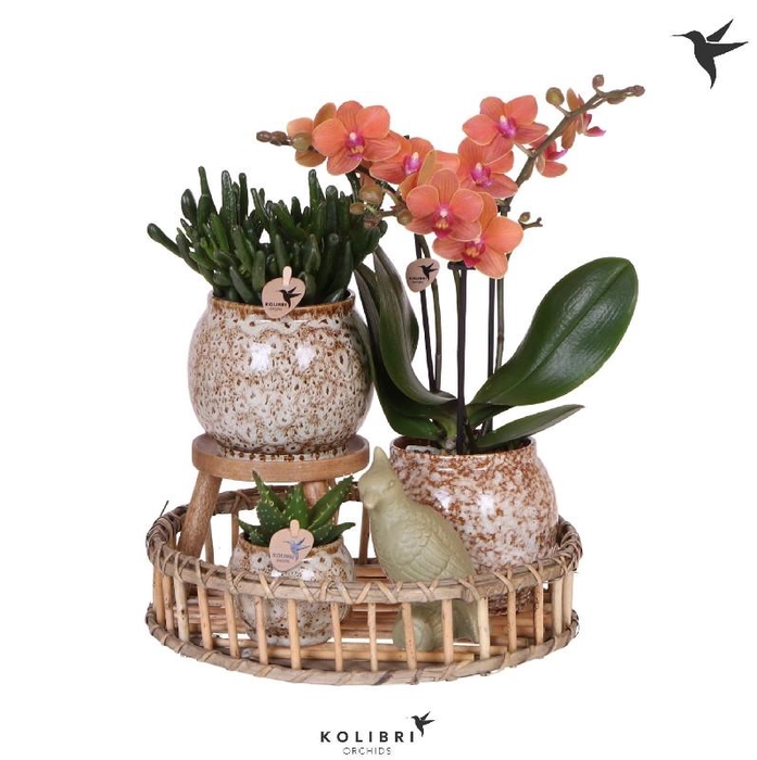 <h4>Arrangementen Kolibri H% keramiek Gift Set Untamed Nature, zeer beperkt leverbaar</h4>