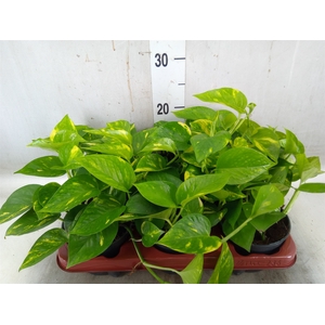 Epipremnum pinn. 'Aureum'