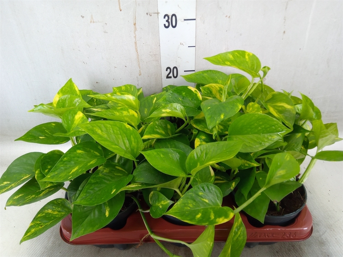 <h4>Epipremnum pinn. 'Aureum'</h4>
