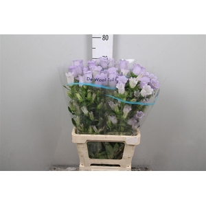 Camp M Champion Lavender