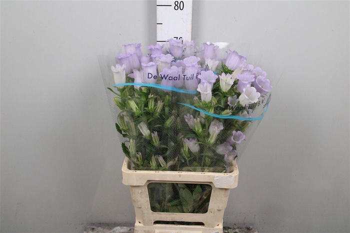 <h4>Camp M Champion Lavender</h4>