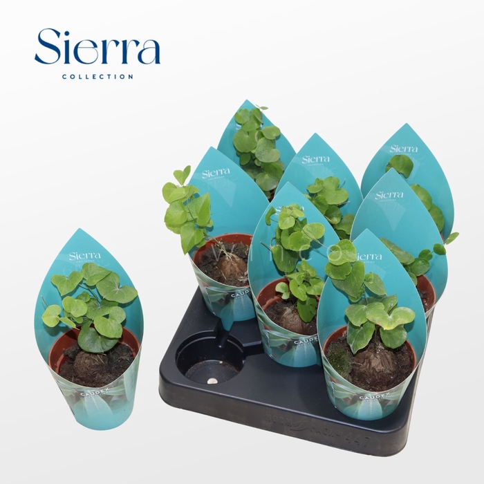 <h4>Dioscorea Elephantipes (Sierra) Sierra Collection</h4>