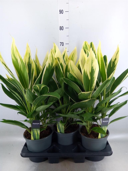 <h4>Cordyline fruti. 'Conga'</h4>