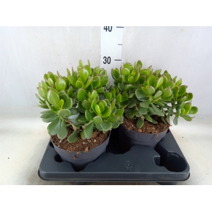Crassula  'Minova Magic'