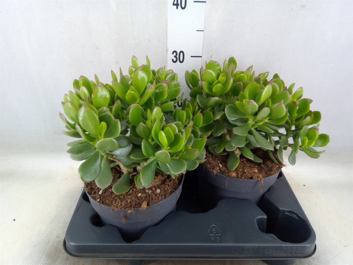 <h4>Crassula  'Minova Magic'</h4>