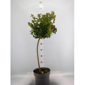 Ilex meserv. 'Blue Maid'