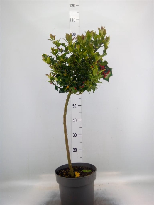 <h4>Ilex meserv. 'Blue Maid'</h4>