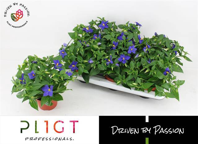 <h4>EXACUM SAPPHIRE BLAUW P14</h4>