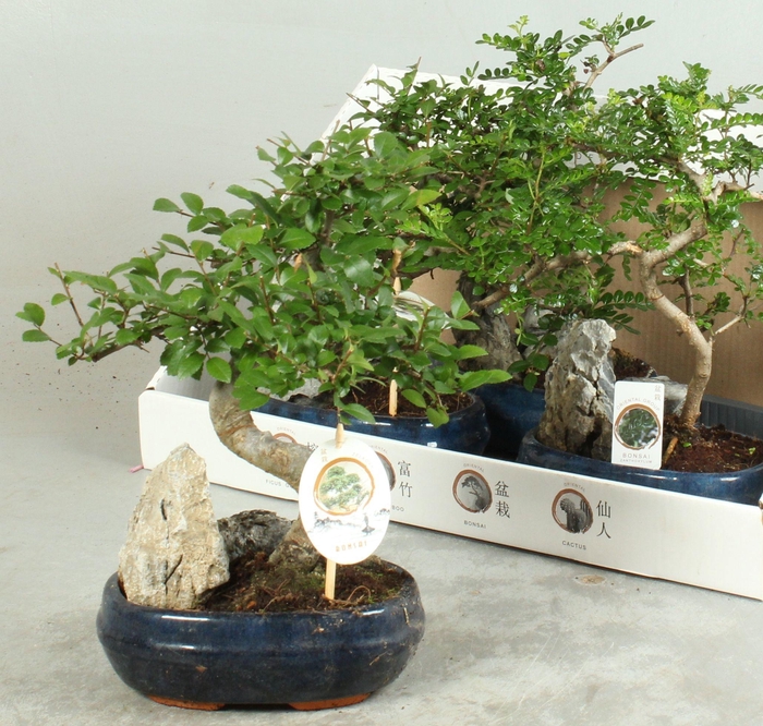<h4>BONSAI GEM</h4>