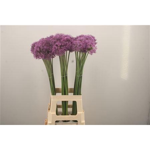 Allium Gladiator