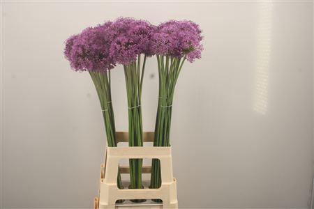 <h4>Allium Gladiator</h4>