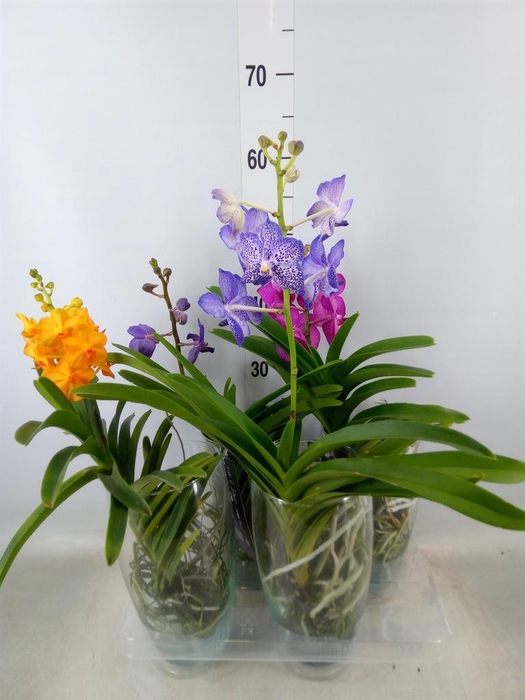 <h4>Vanda hybrids</h4>