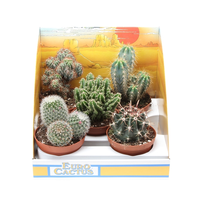 <h4>Cactus mix in showdoos</h4>