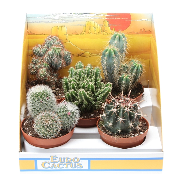 Cactus mix in showdoos
