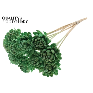 Shola New Beauty Rose Ø8cm on stem Mint