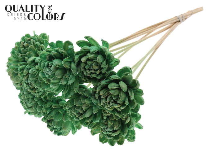 Shola New Beauty Rose Ø8cm on stem Mint
