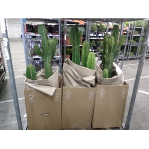 Euphorbia ingens