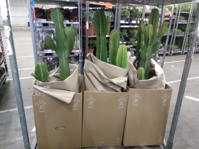 <h4>Euphorbia ingens</h4>