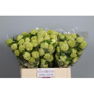 VIBURNUM ROSEUM ST