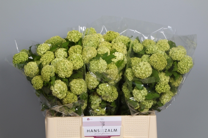 <h4>VIBURNUM ROSEUM ST</h4>