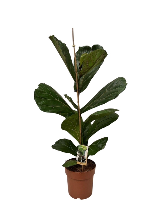 <h4>Ficus Lyrata</h4>