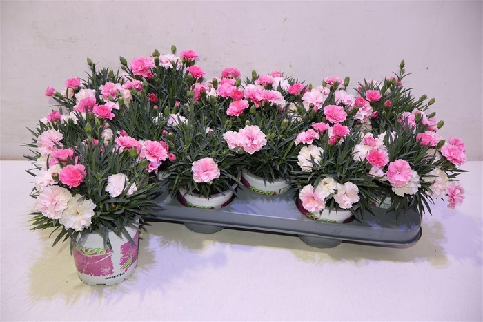 <h4>Dian I Love U</h4>