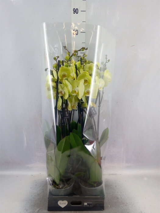 <h4>Phalaenopsis  'Golden Coin'</h4>