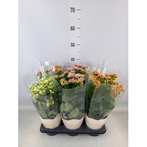 Kalanchoe   ...