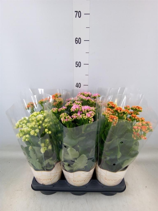 <h4>Kalanchoe   ...</h4>