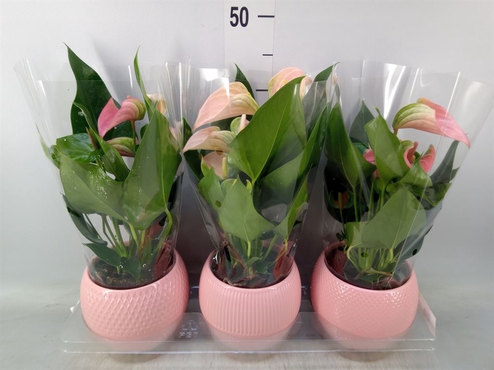 <h4>Anthurium   ...mix</h4>