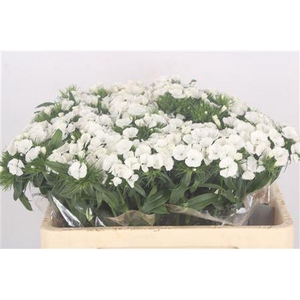 Di Barb Breanthus Duke White