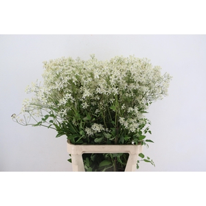 CLEMATIS WHITE 090CM