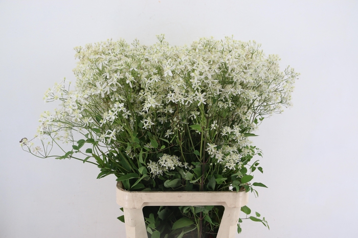 <h4>CLEMATIS WHITE 090CM</h4>