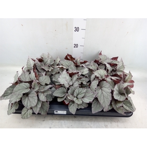 Begonia BD 'MagicColours Bolero'