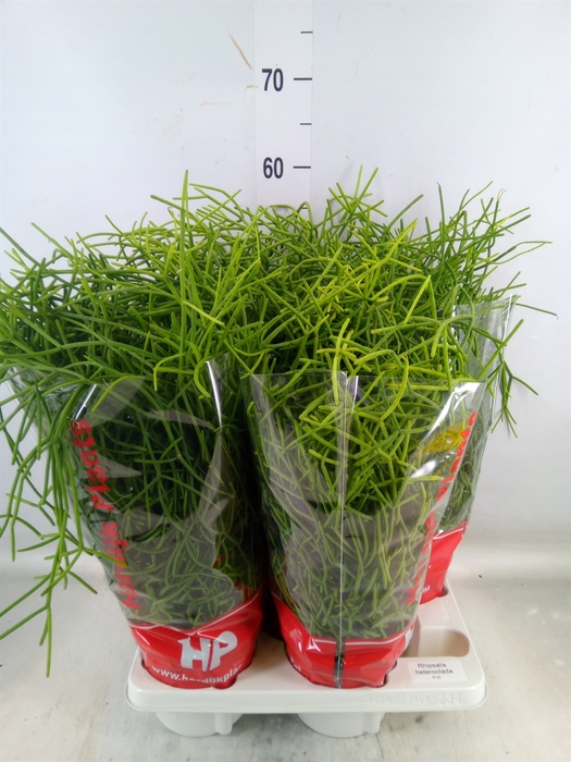 <h4>Rhipsalis heteroclada</h4>