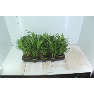 ARECA BAMBU P11