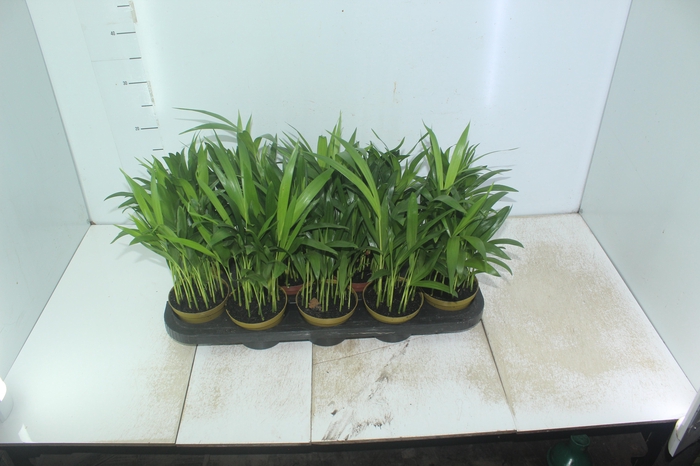 <h4>ARECA BAMBU P11</h4>