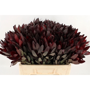 Leucad Safari Sunset 40cm