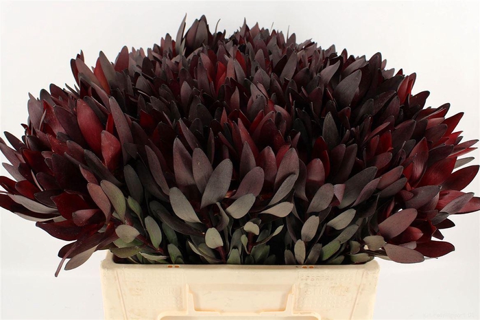 <h4>Leucad Safari Sunset 40cm</h4>